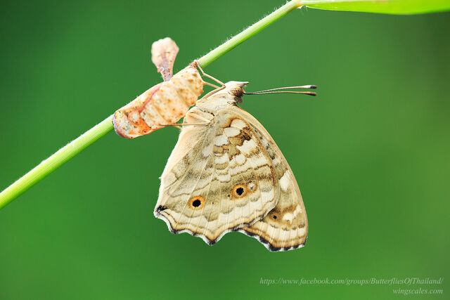 Junonia lemonias lemonias