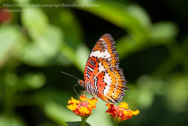 Cethosia methypsea methypsea