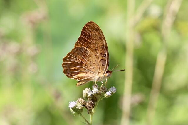 Phalanta phalantha phalantha