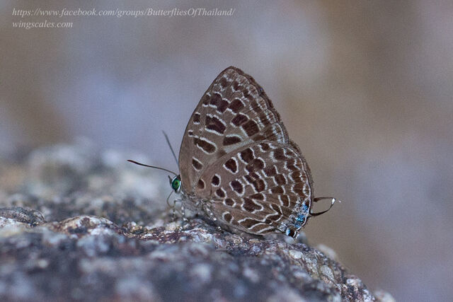 Arhopala alitaeus mirabella