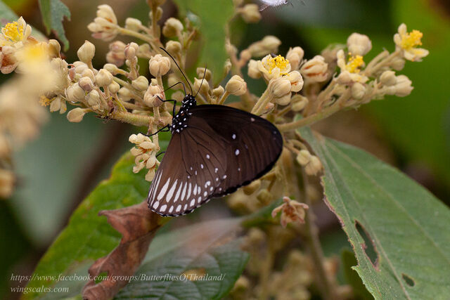 Euploea doubledayi doubledayi