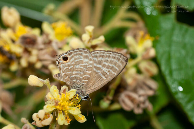 Nacaduba pactolus continentalis