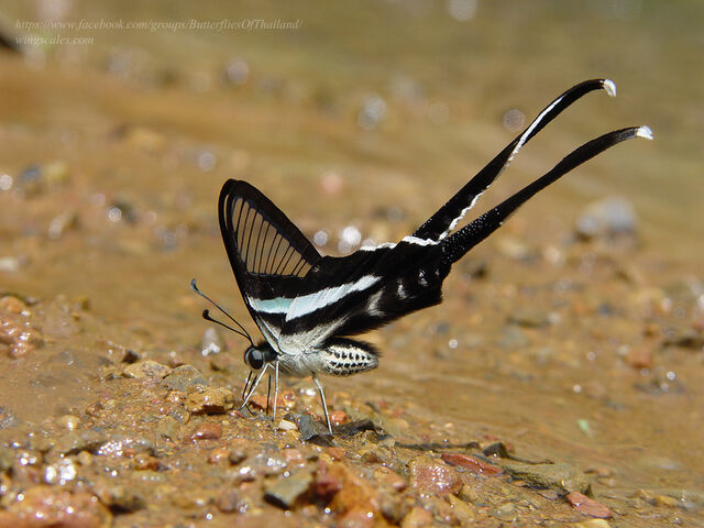 Lamproptera meges virescens