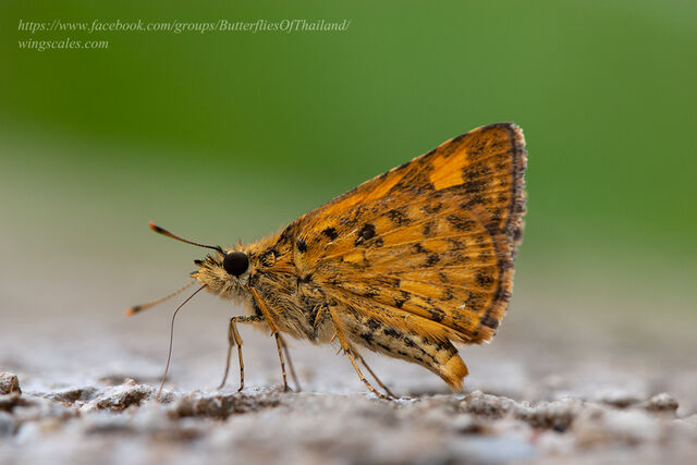 Ampittia dioscorides camertes