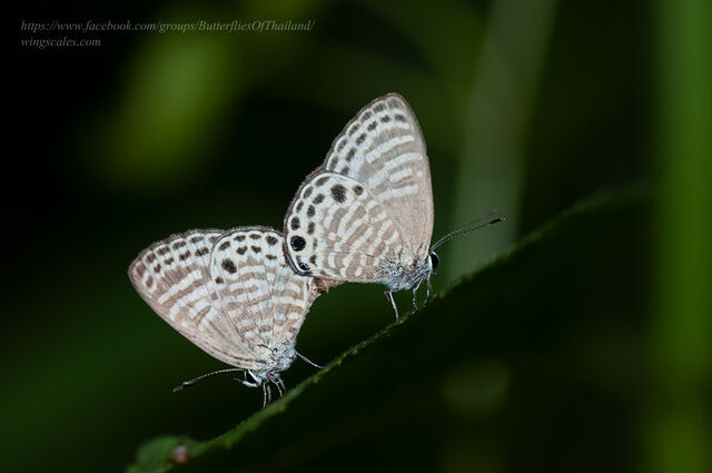 Nacaduba angusta kerriana