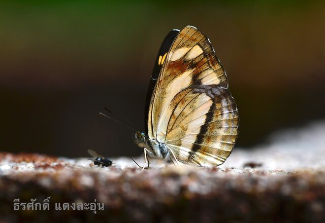 Pantoporia bieti pinratanai