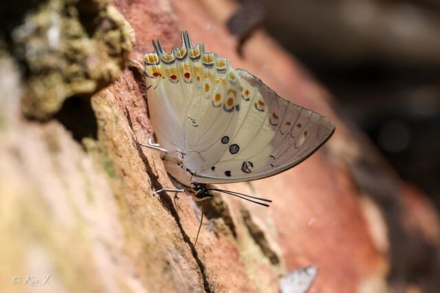 Polyura delphis delphis