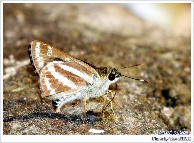 Sebastonyma suthepiana