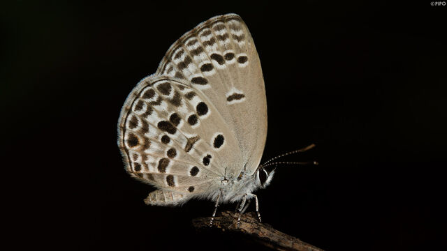 Chilades lajus lajus