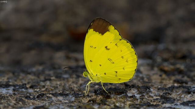 Eurema sari sodalis