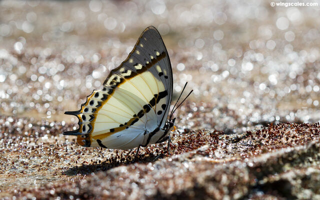 Polyura nepenthes nepenthes