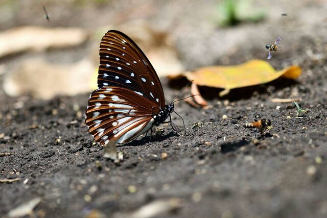 Penthema darlisa darlisa