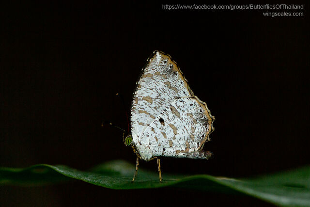 Allotinus substrigosus substrigosus