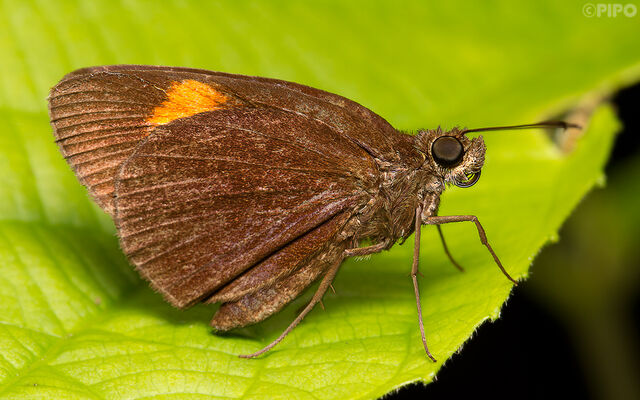 Koruthaialos sindu sindu