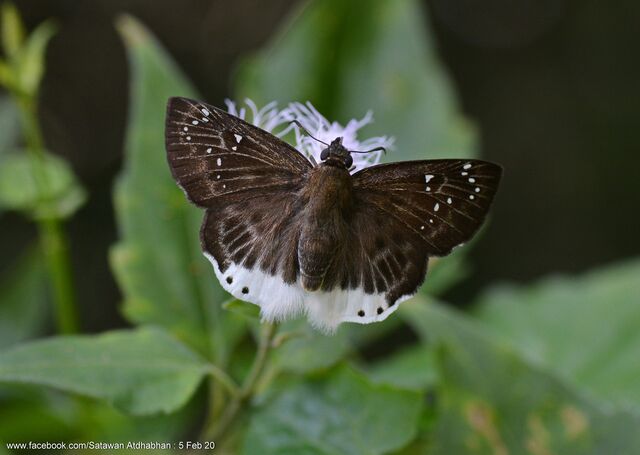 Darpa striata striata