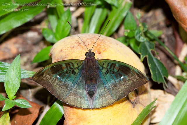Euthalia monina kesava