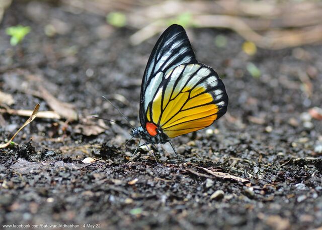 Prioneris philonome themana