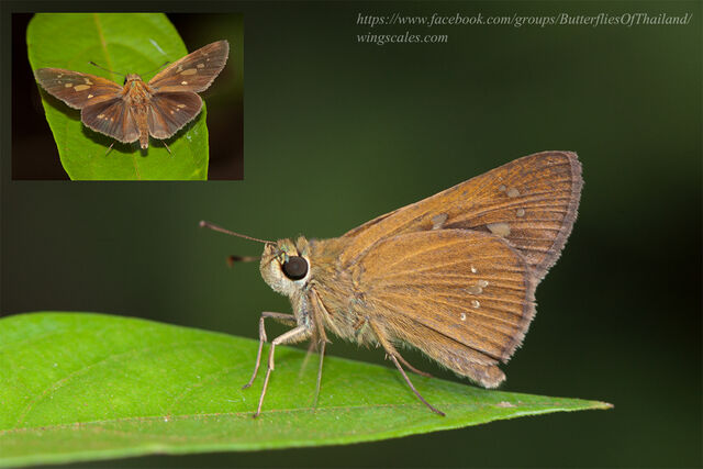 Polytremis lubricans lubricans