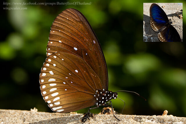 Euploea algea limborgii