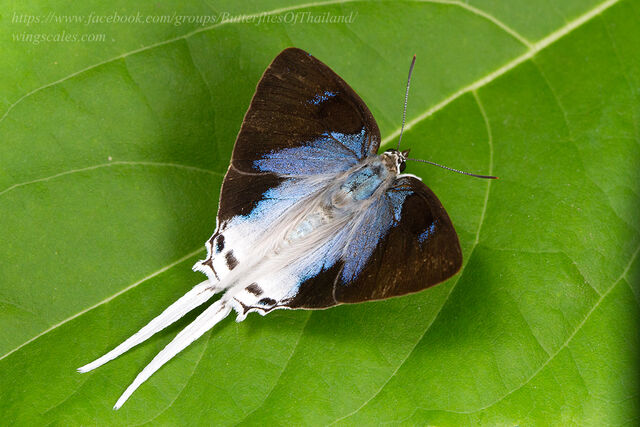 Jacoona anasuja nigerrima