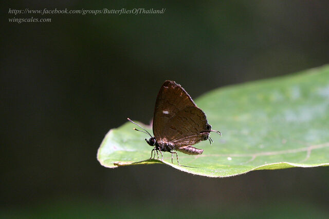 Ahmetia achaja achaja