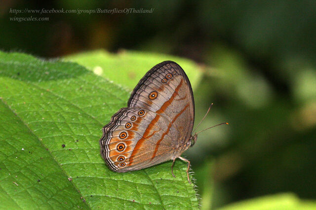 Mycalesis fusca fusca