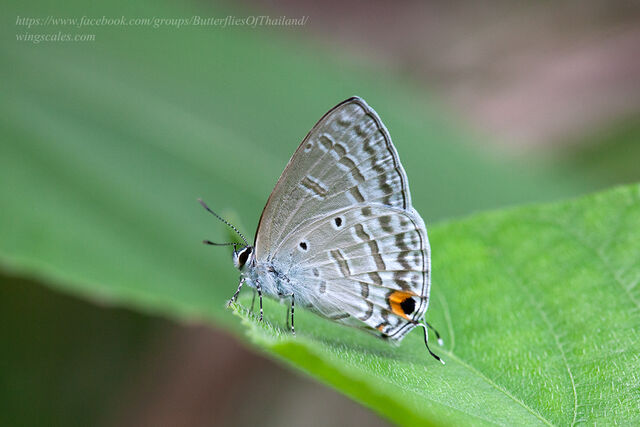 Catochrysops panormus exiguus