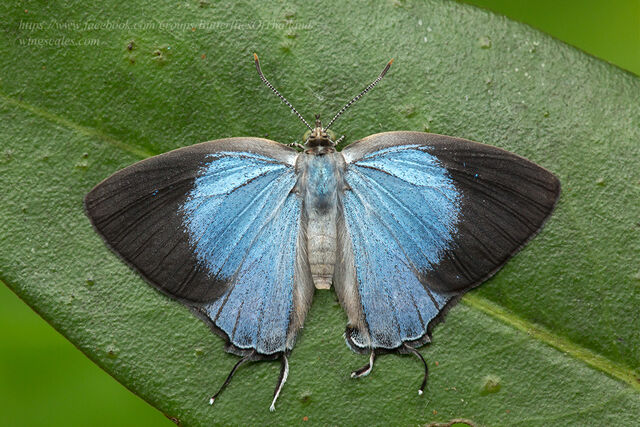 Tajuria dominus dominus