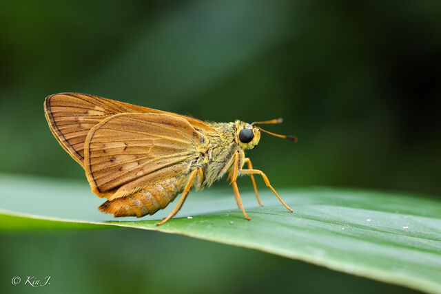 Cephrenes acalle oceanica