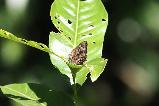 Flos fulgida fulgida