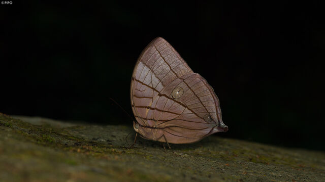 Amathuxidia amythaon dilucida