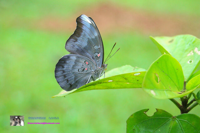 Euthalia evelina annamita