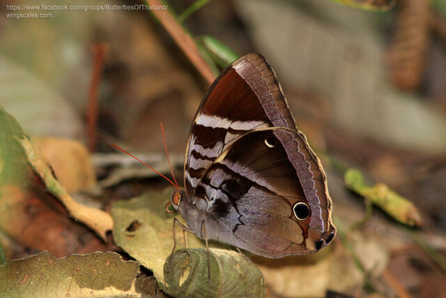 Thaumantis odana pishuna