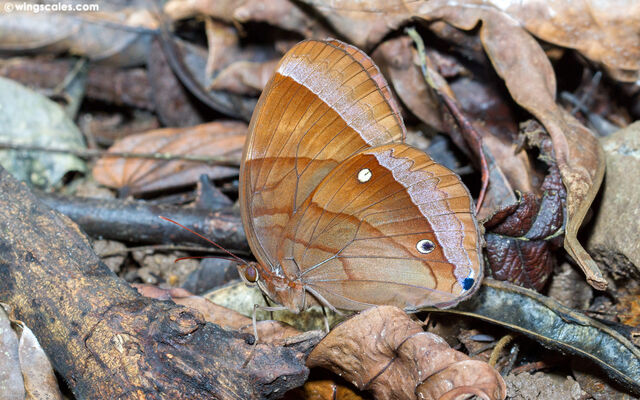 Thaumantis diores diores