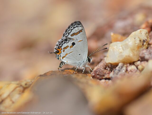 Shijimia potanini glycon