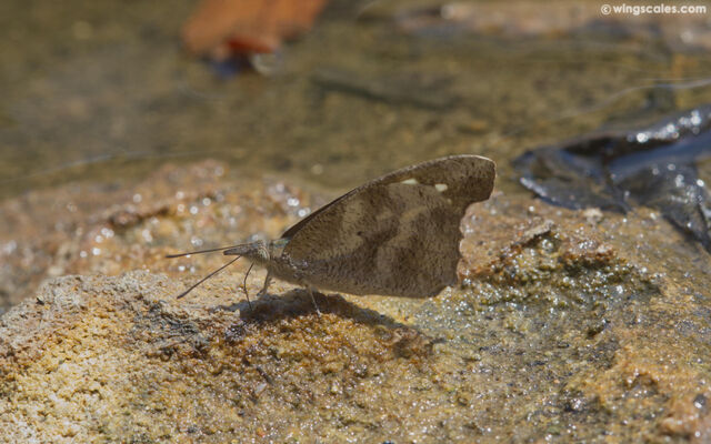 Libythea geoffroyi alompra