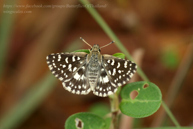 Spialia galba chenga