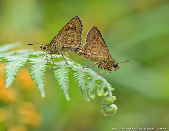Halpe veluvana brevicornis