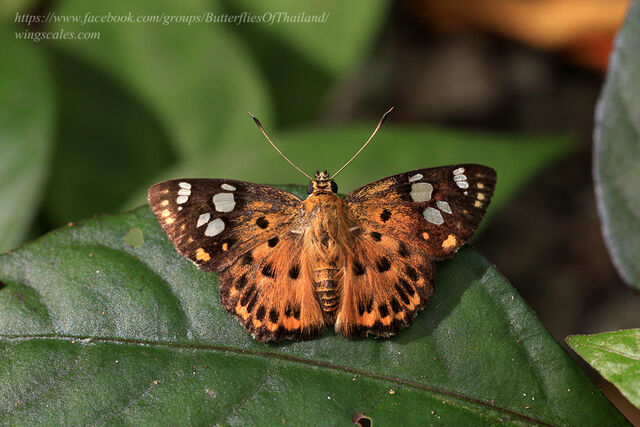 Coladenia indrani uposathra