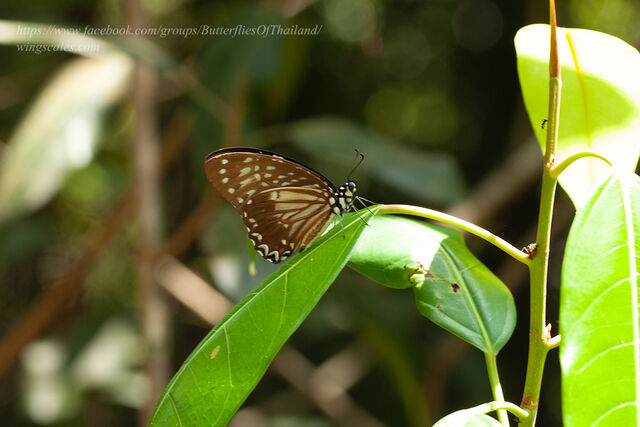 Graphium macareus indochinensis