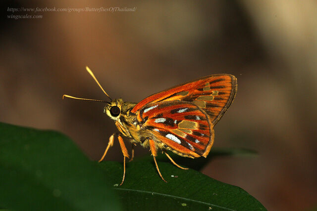 Pyroneura callineura natalia