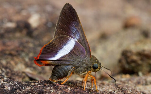 Bibasis sena (transition zone of sena and uniformis)