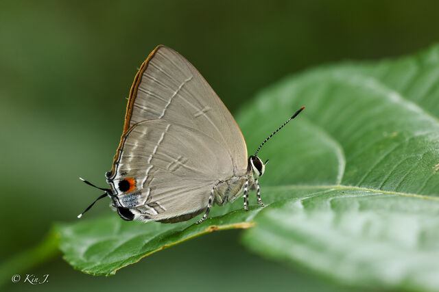 Rapala iarbus iarbus