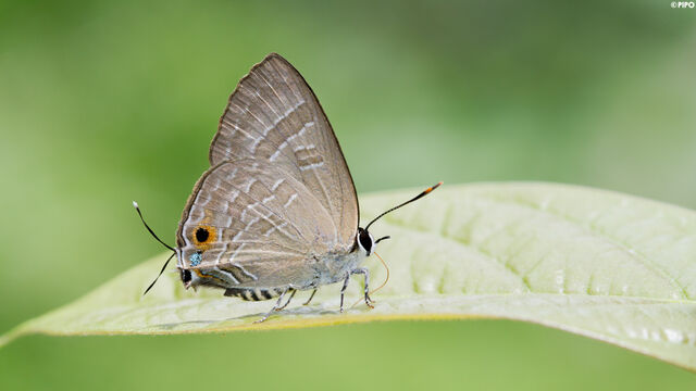 Deudorix epijarbas epijarbas