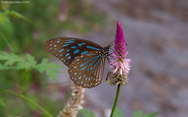Tirumala septentrionis septentrionis