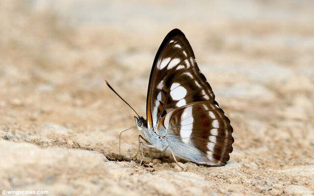 Athyma selenophora amharina