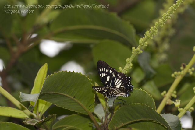 Euripus nyctelius nyctelius