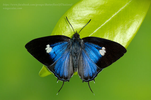 Horaga syrinx moulmeina