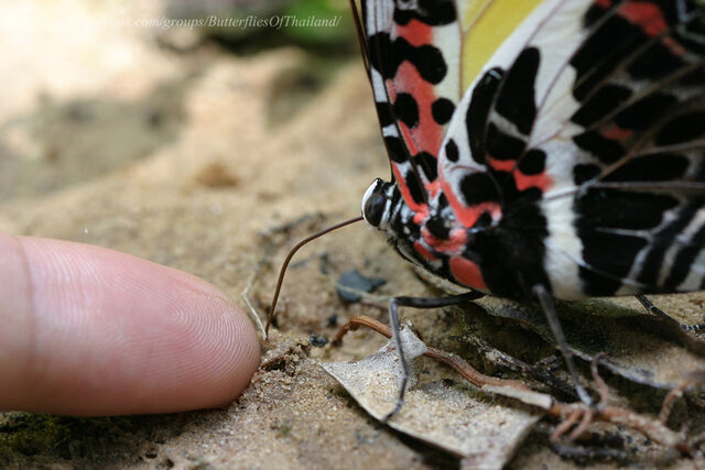 Agatasa calydonia belisama