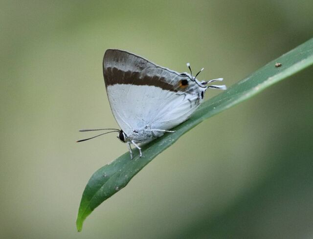 Rachana jalindra indra